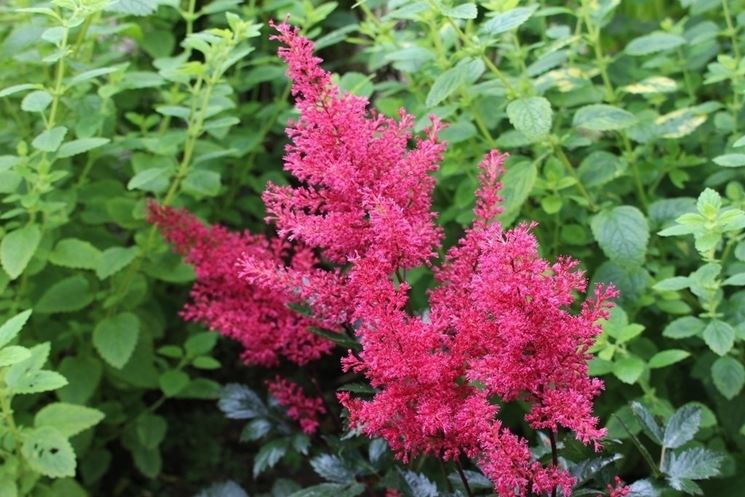 ASTILBE