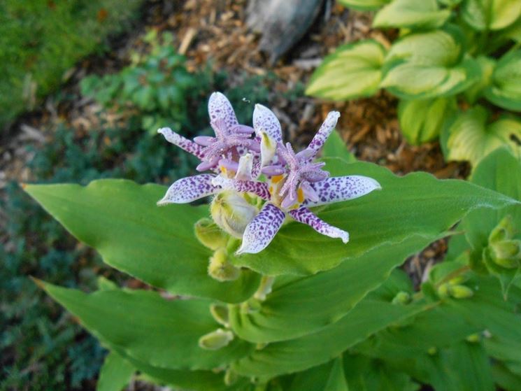 TRICYRTIS HIRTA