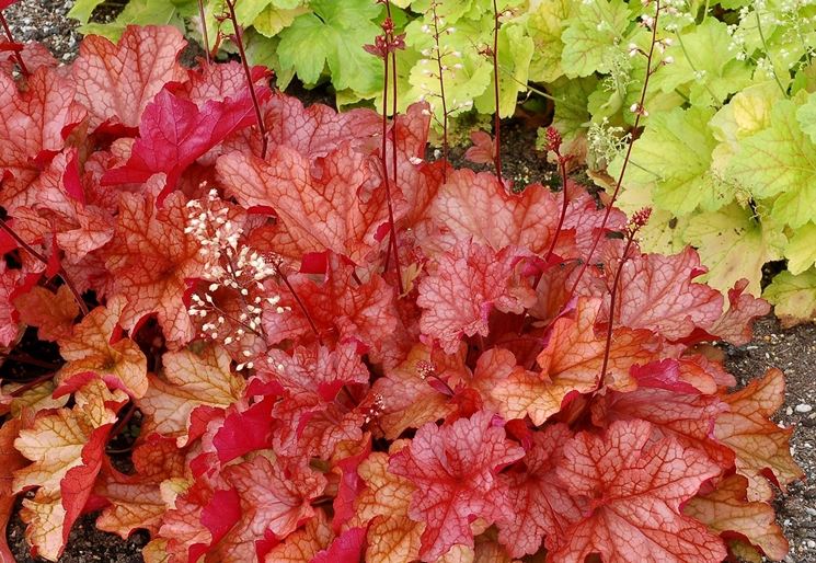 HEUCHERA ED HEUCHERELLA