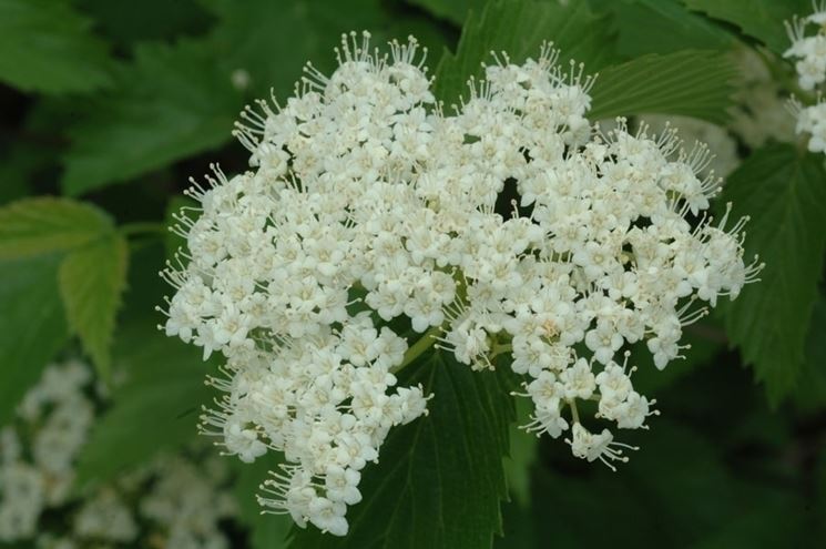 Viburno fioritura