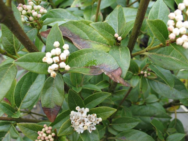 Foglie piante