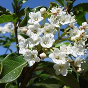 fiore viburnum tinus