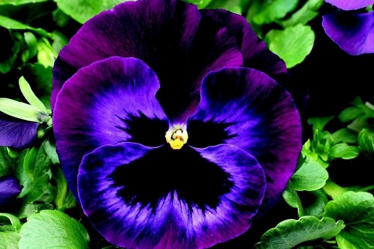 Viola pianta fiorita