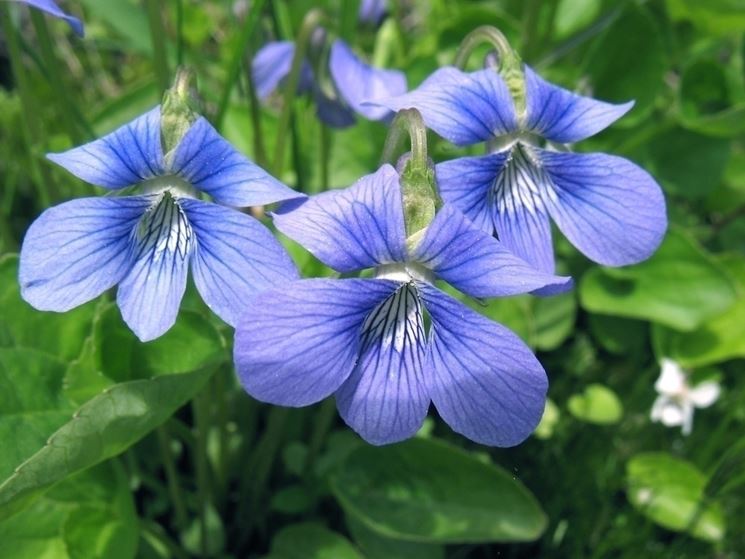 Viole pensiero azzurre