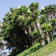 Boschetto yucca giganti