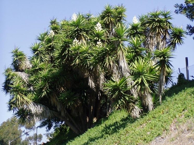 Boschetto yucca giganti