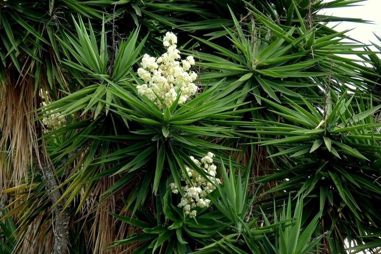 Yucca fiorita