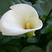 Fiore zantedeschia