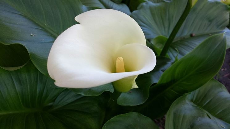 Fiore zantedeschia