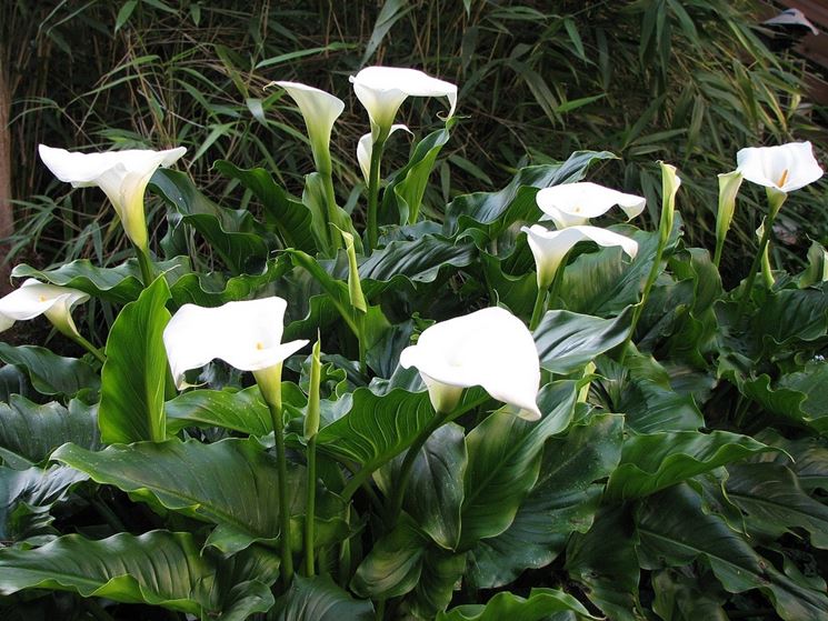 Zantedeschia fiore