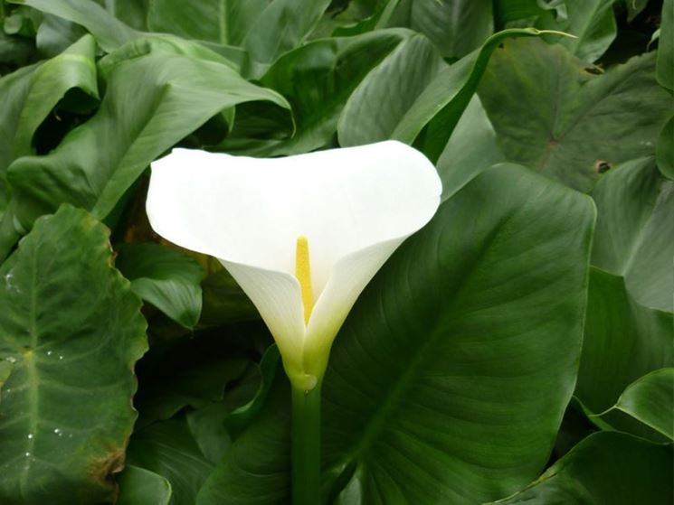 Calla fiore