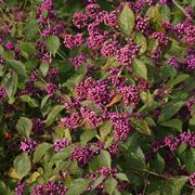 callicarpa