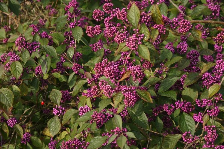 callicarpa