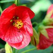 Abutilon