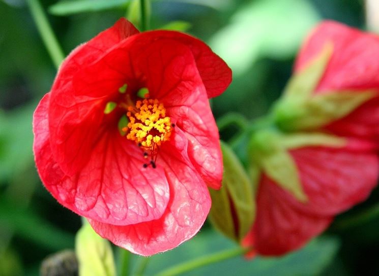 Abutilon