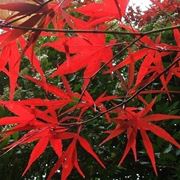 Acer palmatum