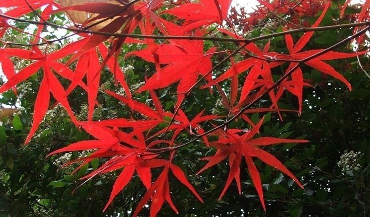 Acer palmatum