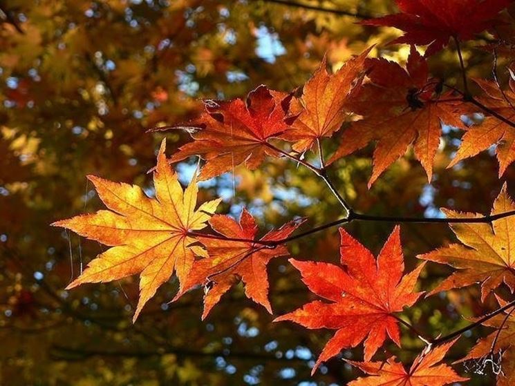 acer palmatum