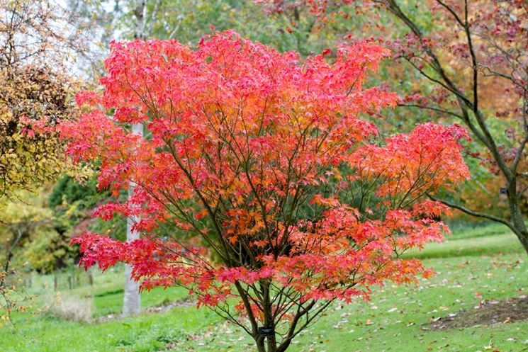 Acer palmatum crispum
