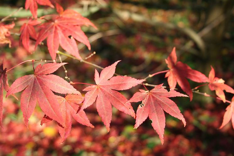 Acer palmatum