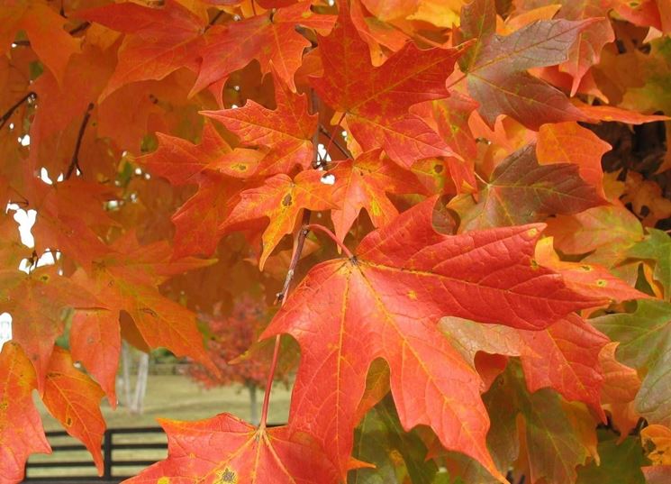 Acer palmatum