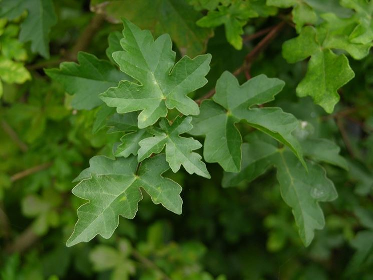 Acero campestre- Foglie