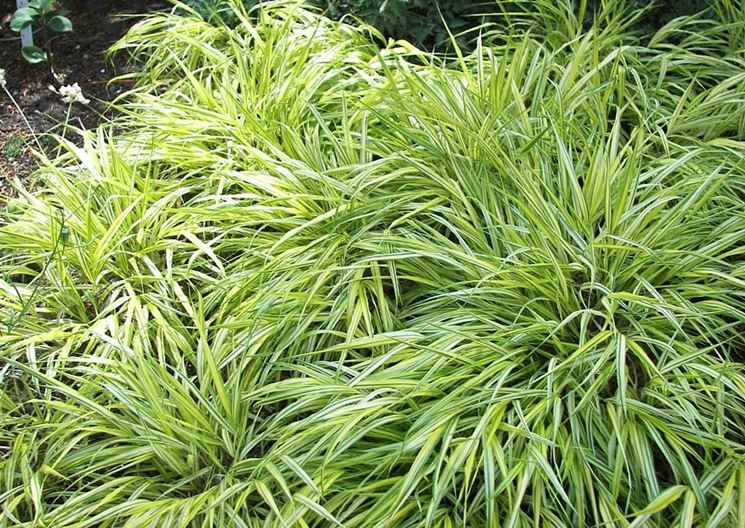 carex gray