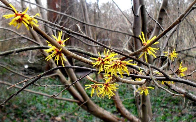 hamamelis