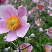 anemone japonica