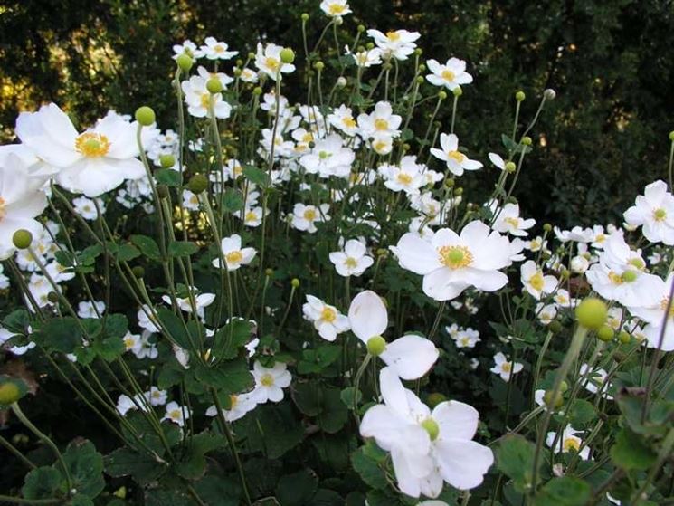 anemone japonica