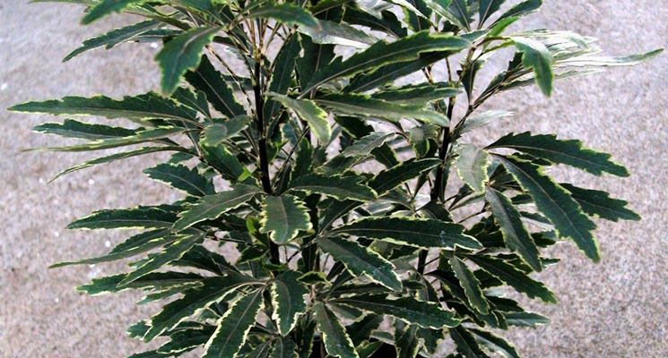 Aralia