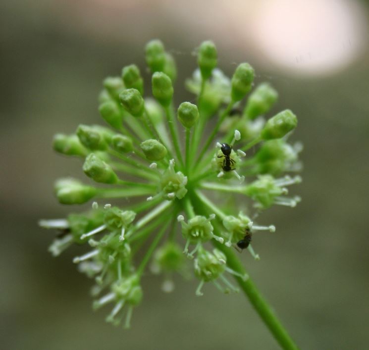 Aralia  