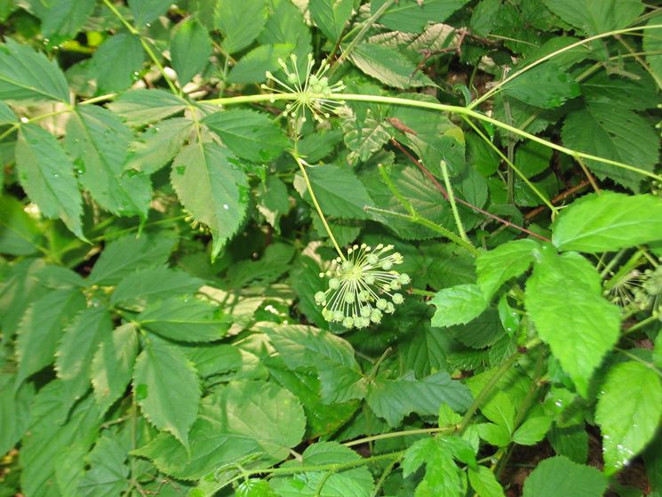 aralia