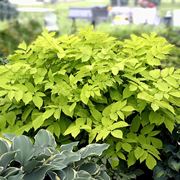 aralia pianta