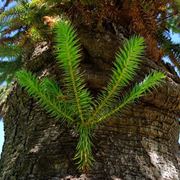 Araucaria