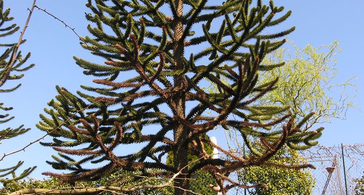 araucaria caucasia