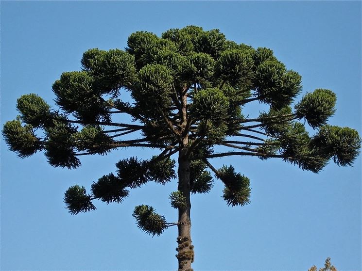 araucaria