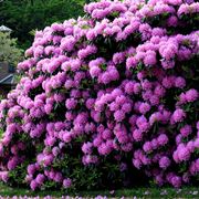 Rhododendron