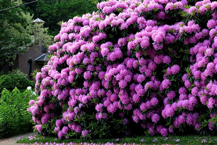 Rhododendron