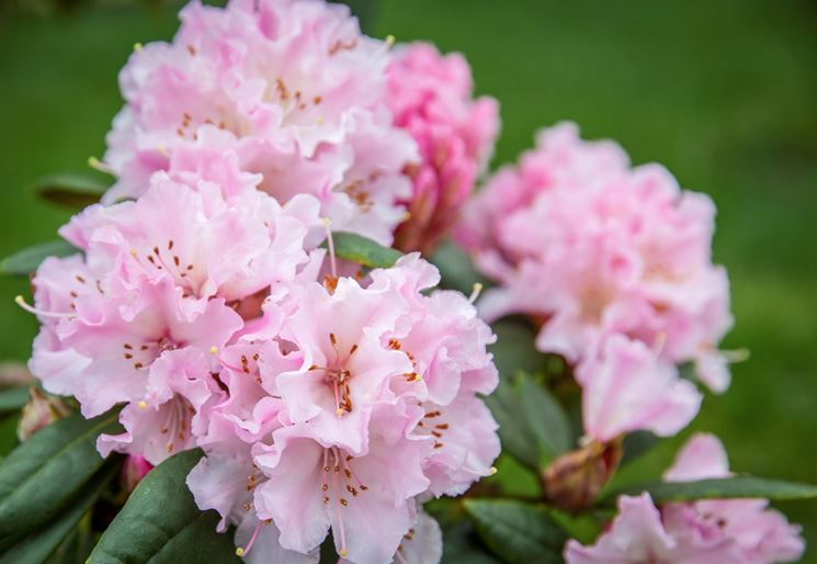 azalea