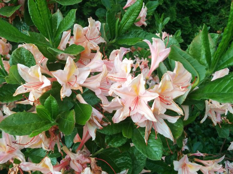rododendri chanel