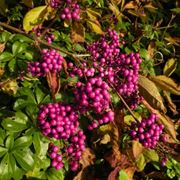 Bacche callicarpa