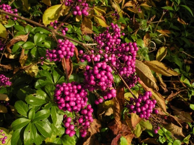 Bacche callicarpa