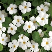 Bacopa  