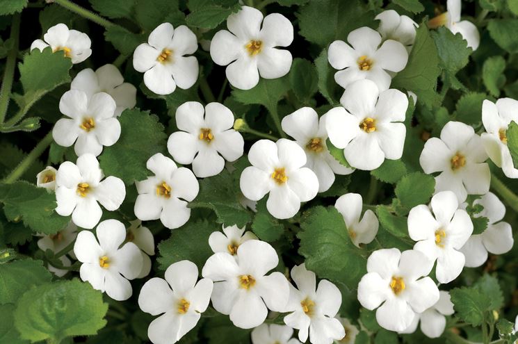 Bacopa  