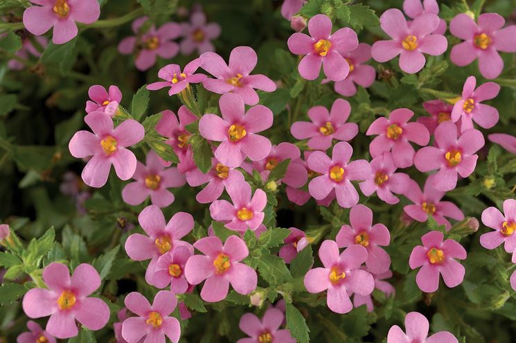 Bacopa  