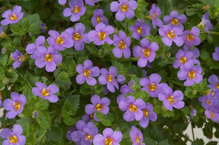 Bacopa  