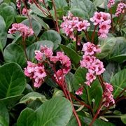 Bergenia  