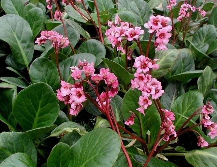 Bergenia  