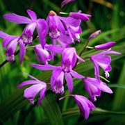 bletilla 